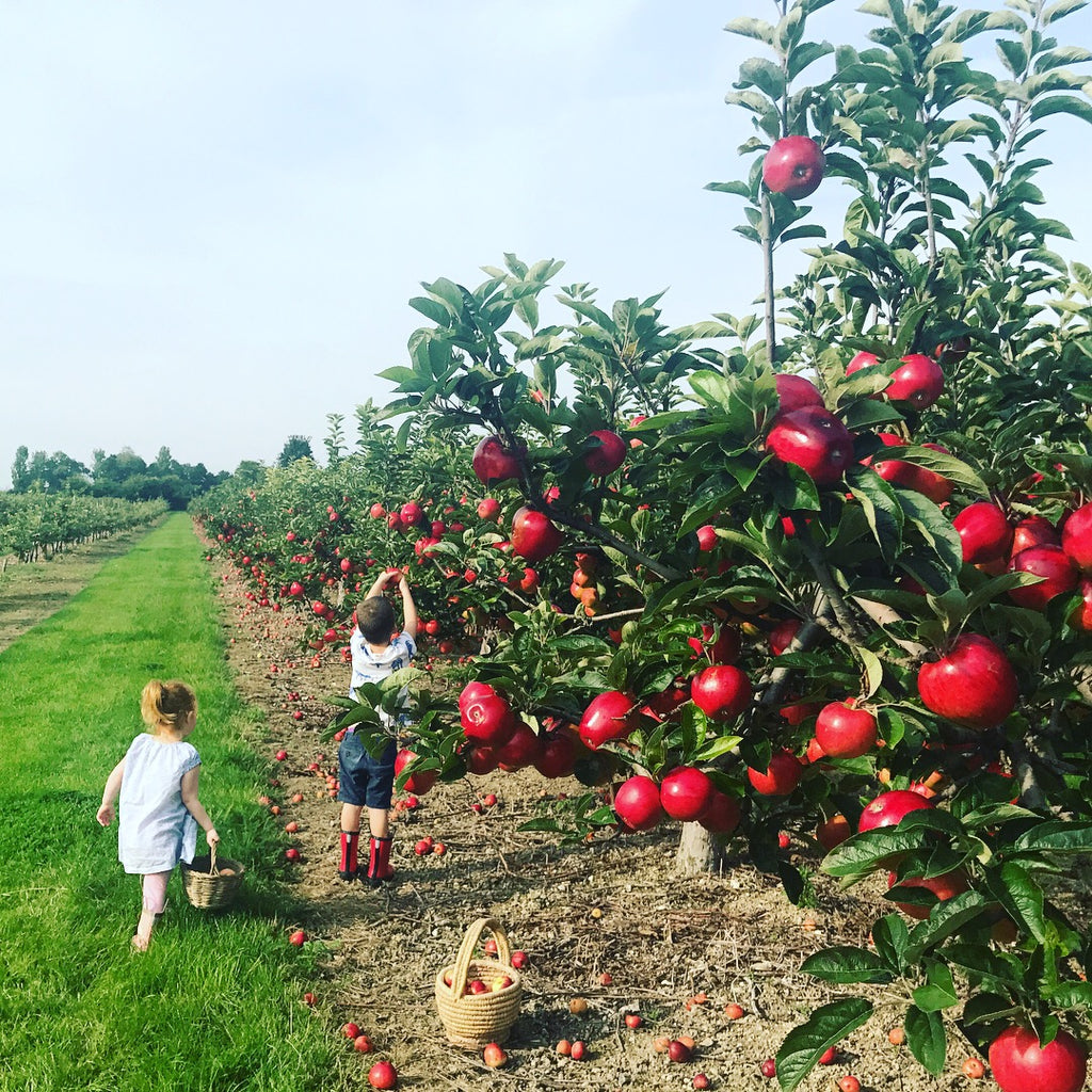 local farms for cherries picking