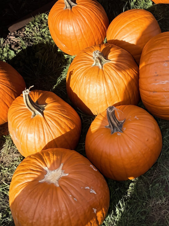 Pumpkin 🎃 Halloween 👻