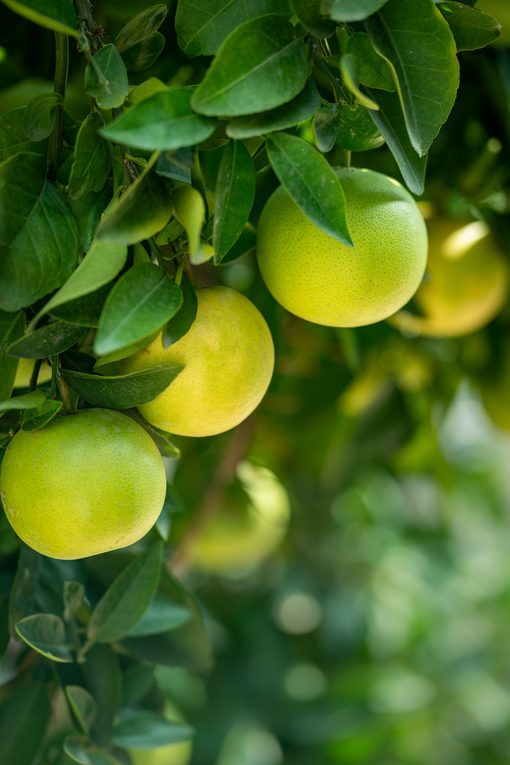 Fresh Tropical Pomelo